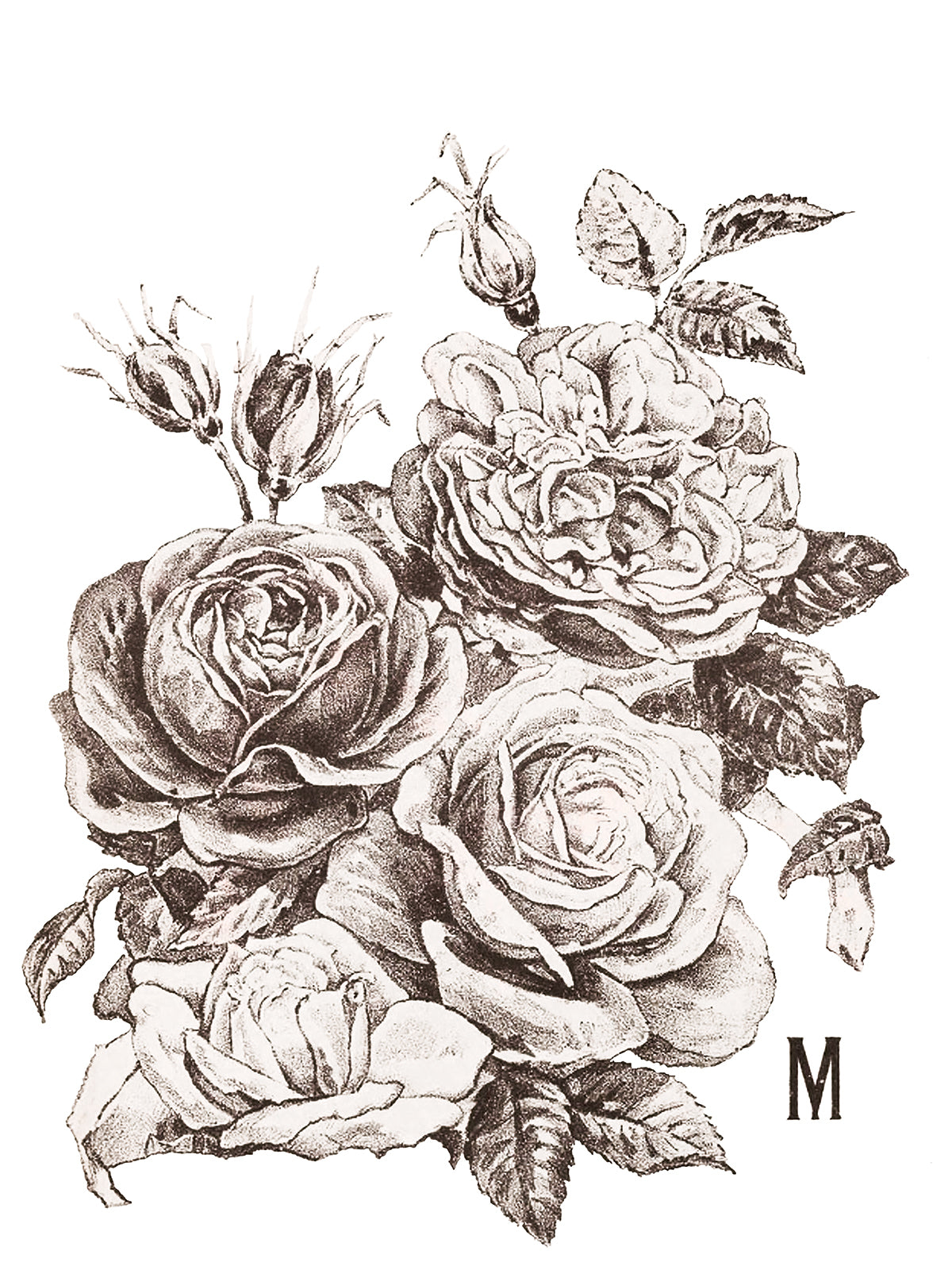 12 Ever Blooming Roses IOD TRANSFER 12×16 PAD™