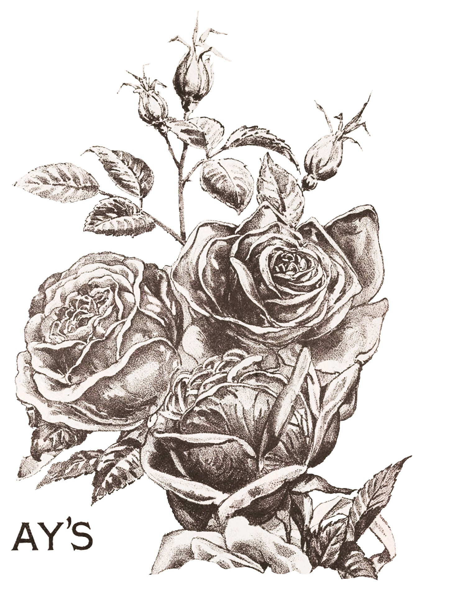 12 Ever Blooming Roses IOD TRANSFER 12×16 PAD™