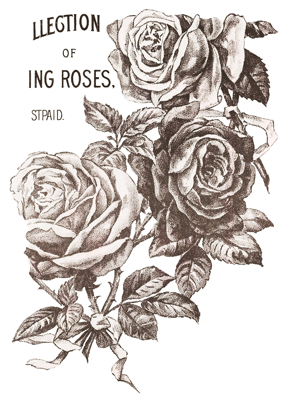 12 Ever Blooming Roses IOD TRANSFER 12×16 PAD™