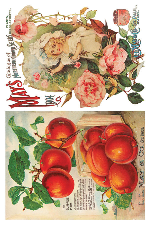 Seed Cataloge IOD TRANSFER 8×12 PAD™