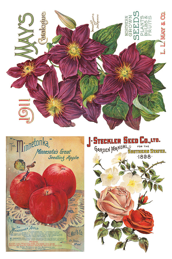 Seed Cataloge IOD TRANSFER 8×12 PAD™