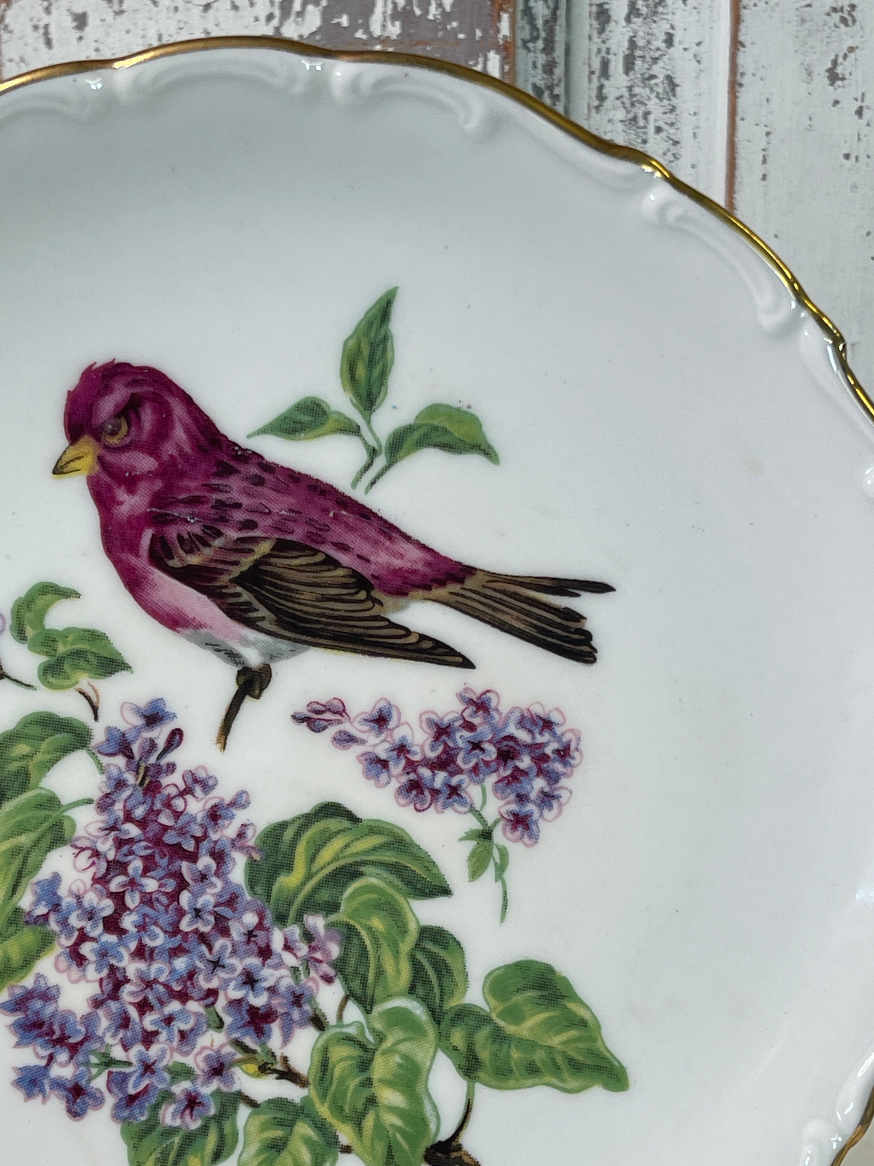 Vintage Bird Plate Schumann Arzberg | Made in Bevaria Germany | Gold R –  The Painted Photographer