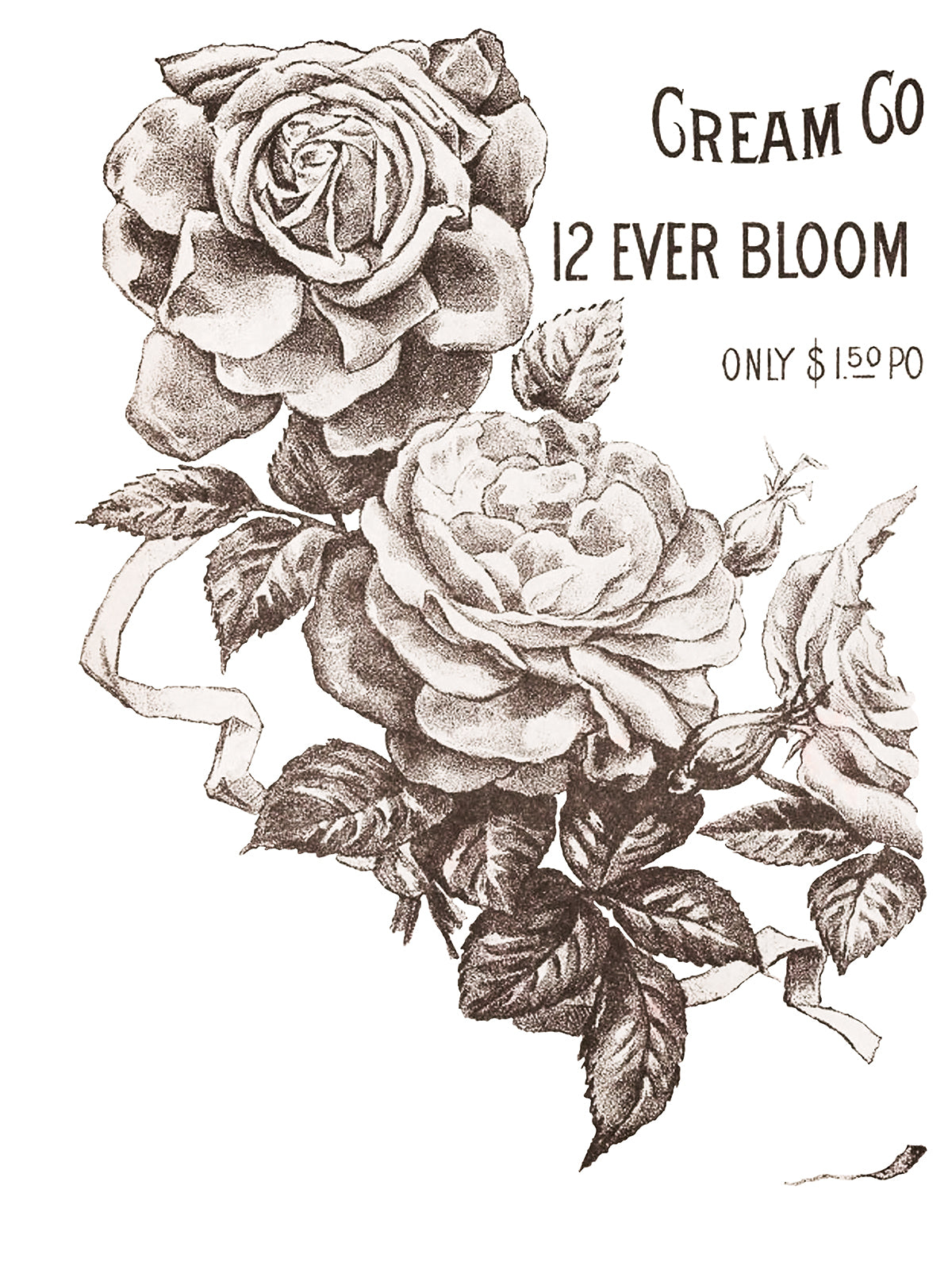 12 Ever Blooming Roses IOD TRANSFER 12×16 PAD™